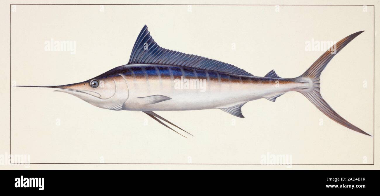 Striped marlin (Tetrapturus audax), illustration. Stock Photo