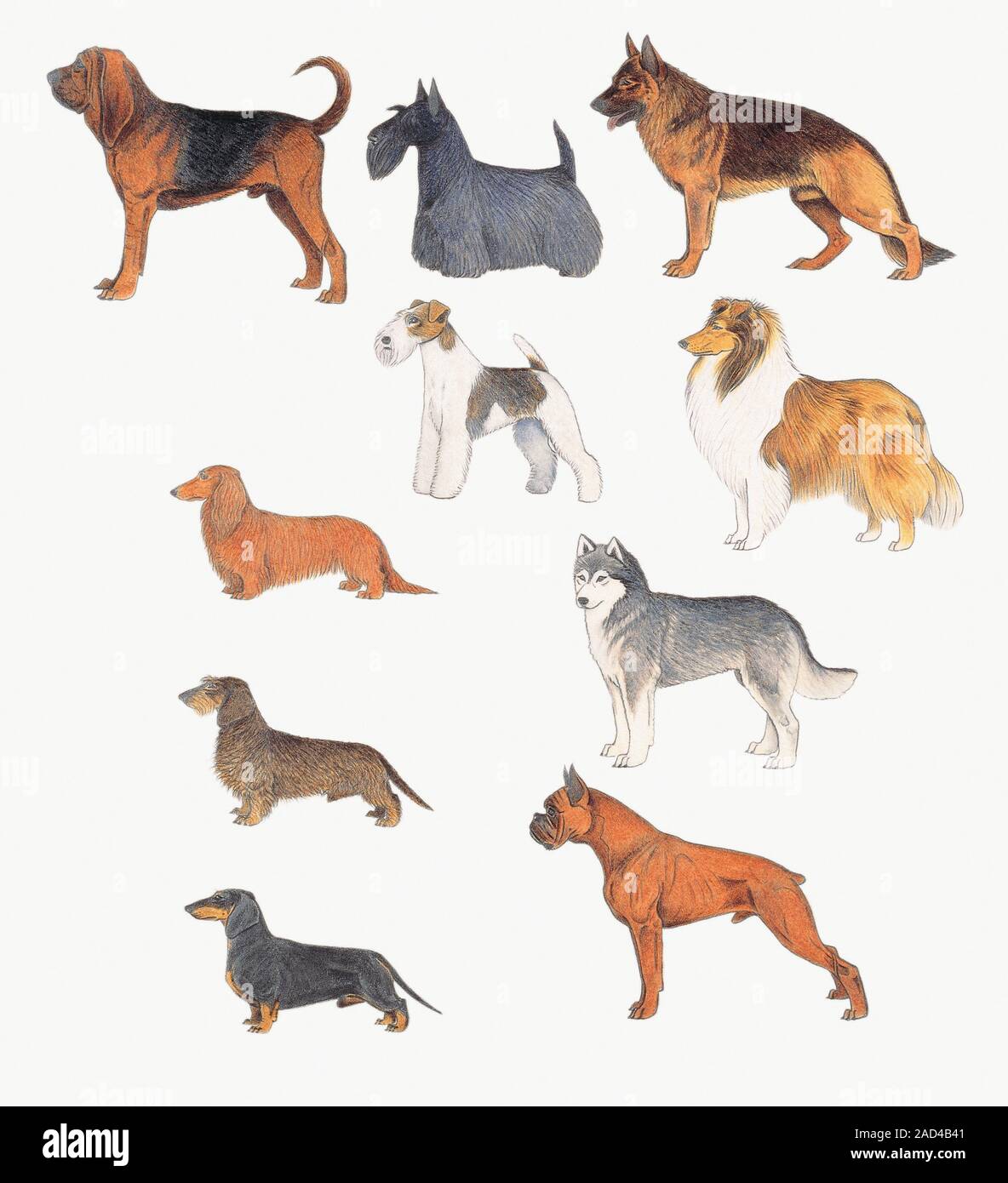 Dogs of various breeds, F.C.I. Classification, illustration Stock Photo ...