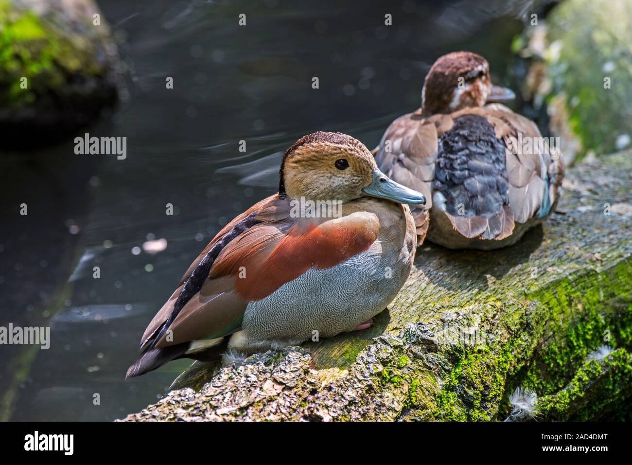Ringed teal (Callonetta leucophrys) male and female  couple resting on shore, native to South American forests Stock Photo