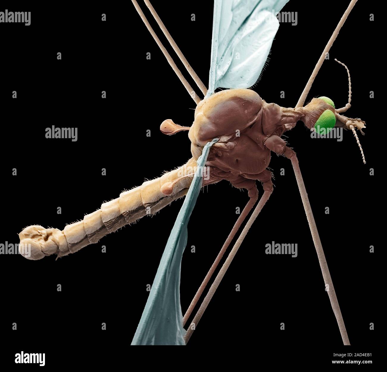 Crane fly. Coloured scanning electron micrograph (SEM) of a female
