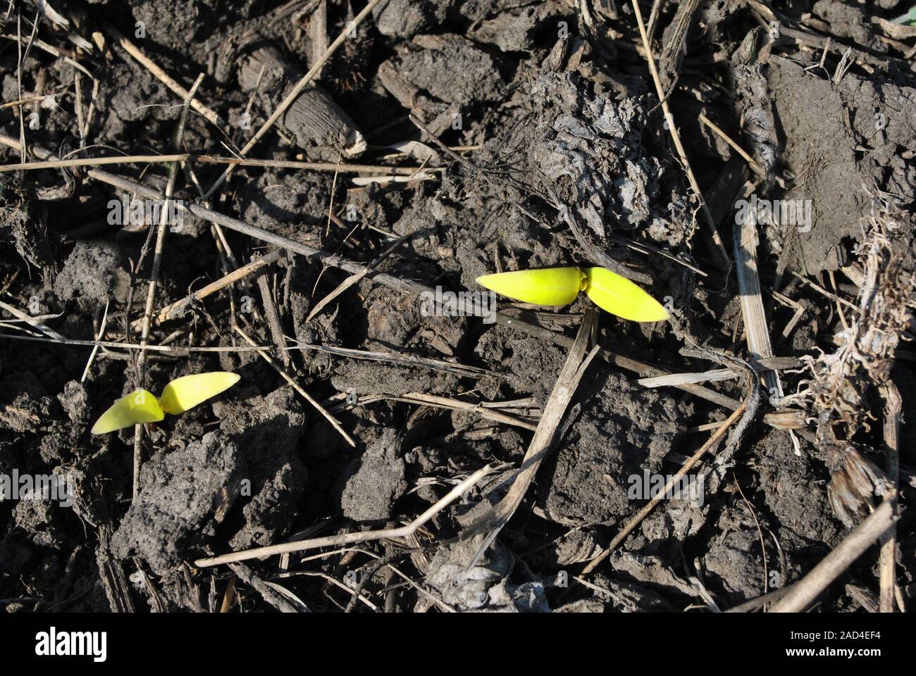 Sunflower two small plants growing in black earth, organic farming
