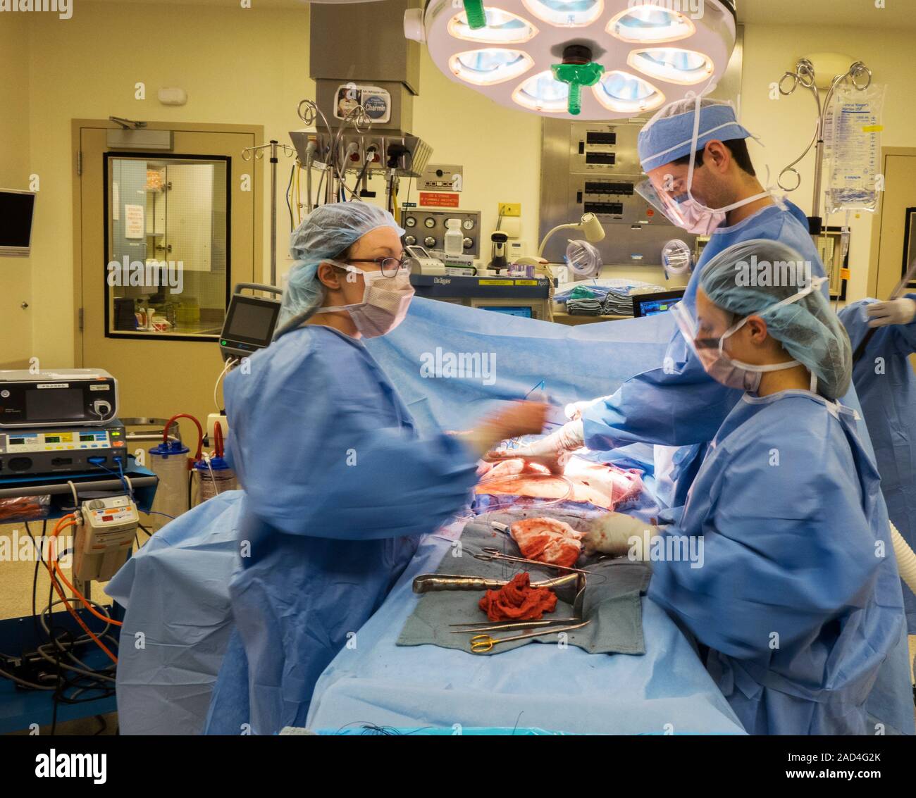 Bowel Surgery Surgeon Closing An Abdominal Incision After Performing Bowel Surgery Surgeon Closing An Abdominal Incision After Performing