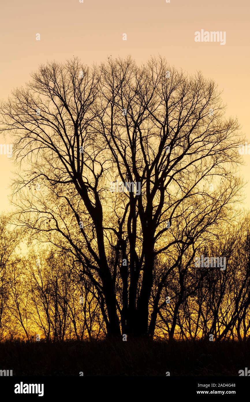 Sunset, Poplar tree (Populus deltoides), fall, Minnesota, USA, by
