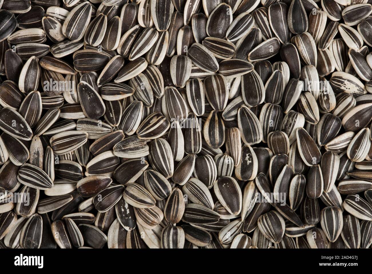 Sunflower seeds. These seeds are from the sunflower (Helianthus annuus