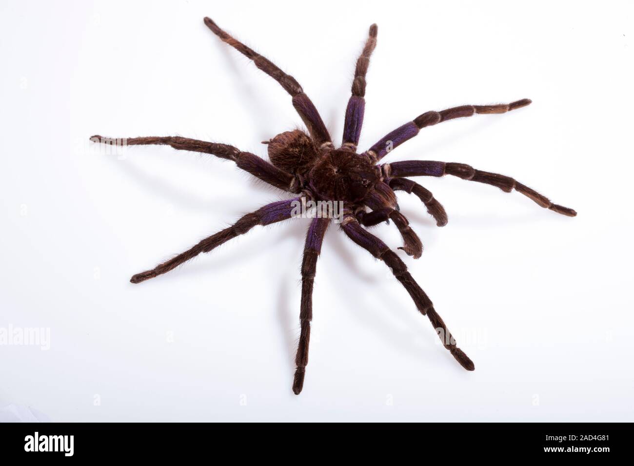 Pamphobeteus tarantula (Pamphobeteus antinous). This large spider is native to Peru. The specimen shown here is about 18 centimetres across. Stock Photo