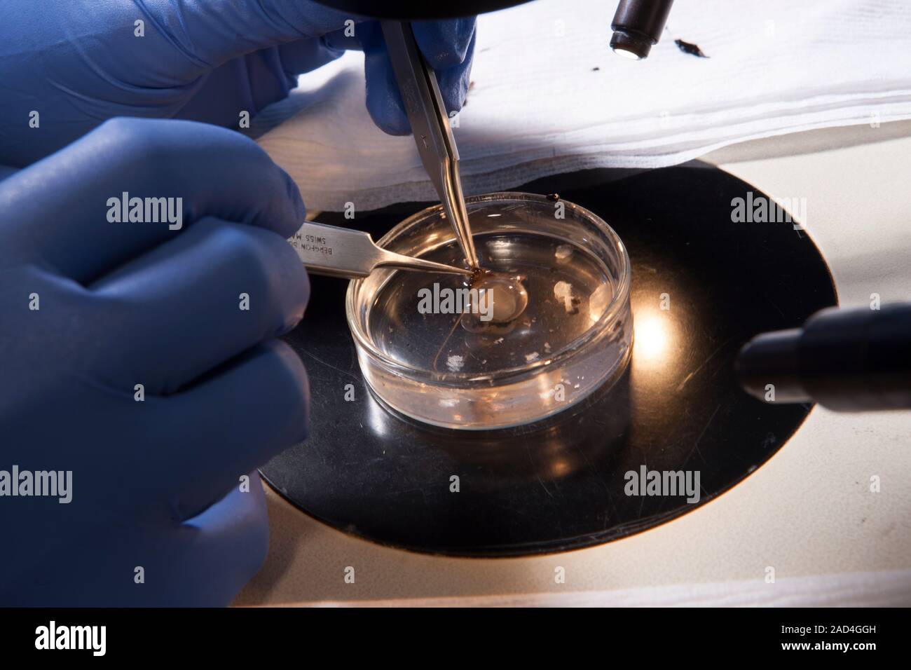 Cuttlefish research. Close-up of a researcher using a light microscope ...