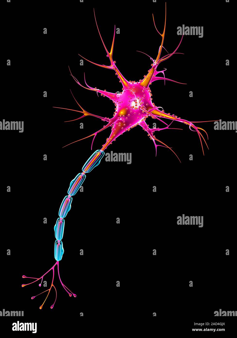 Nerve cell or neuron, computer illustration. Showing the neuron body (top right) with myelin sheath (blue) and synapses (lower left). Stock Photo