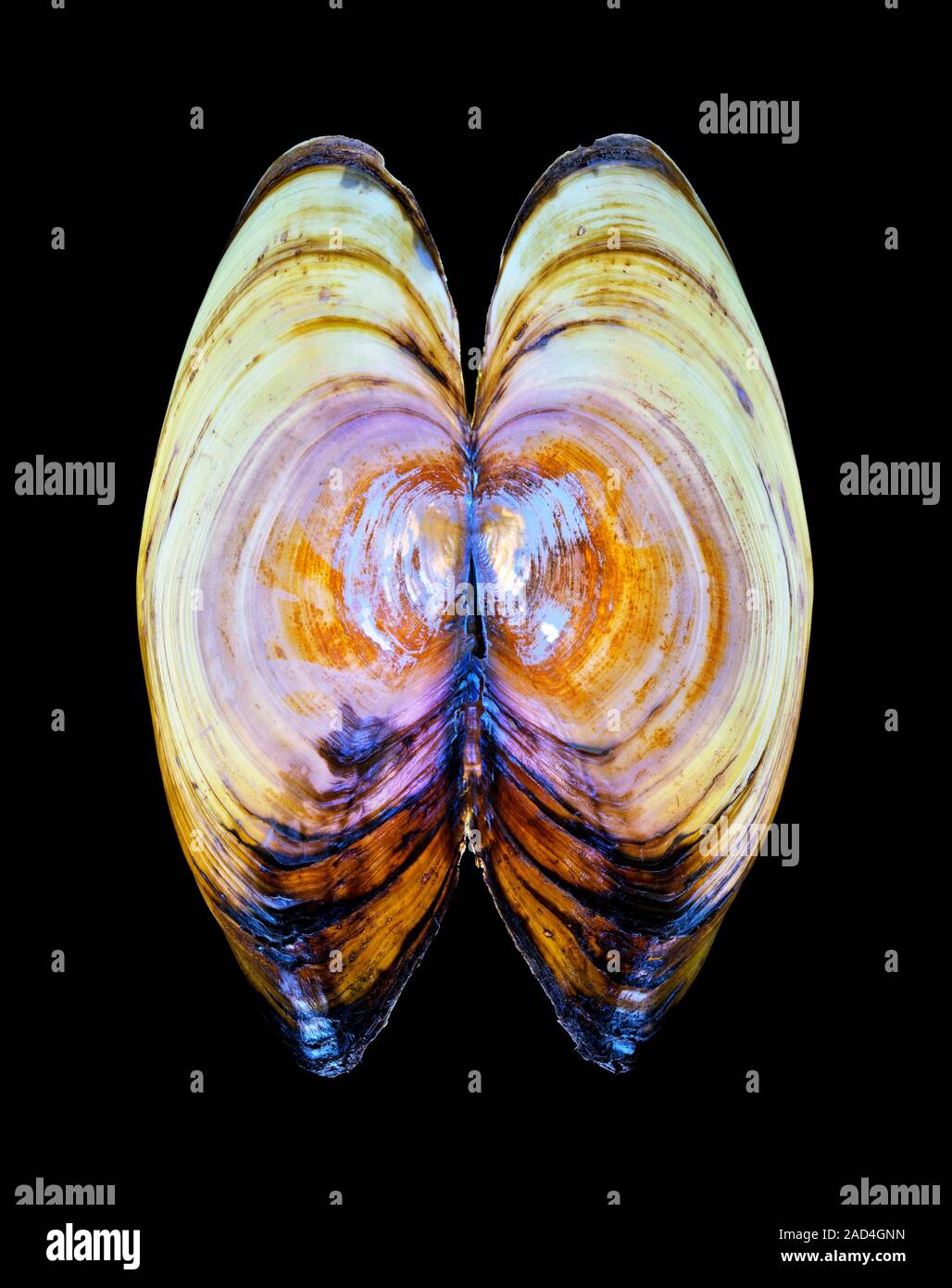 The swan mussel, Anodonta cygnea, is a bivalve mollusk that lives in fresh stationary waters