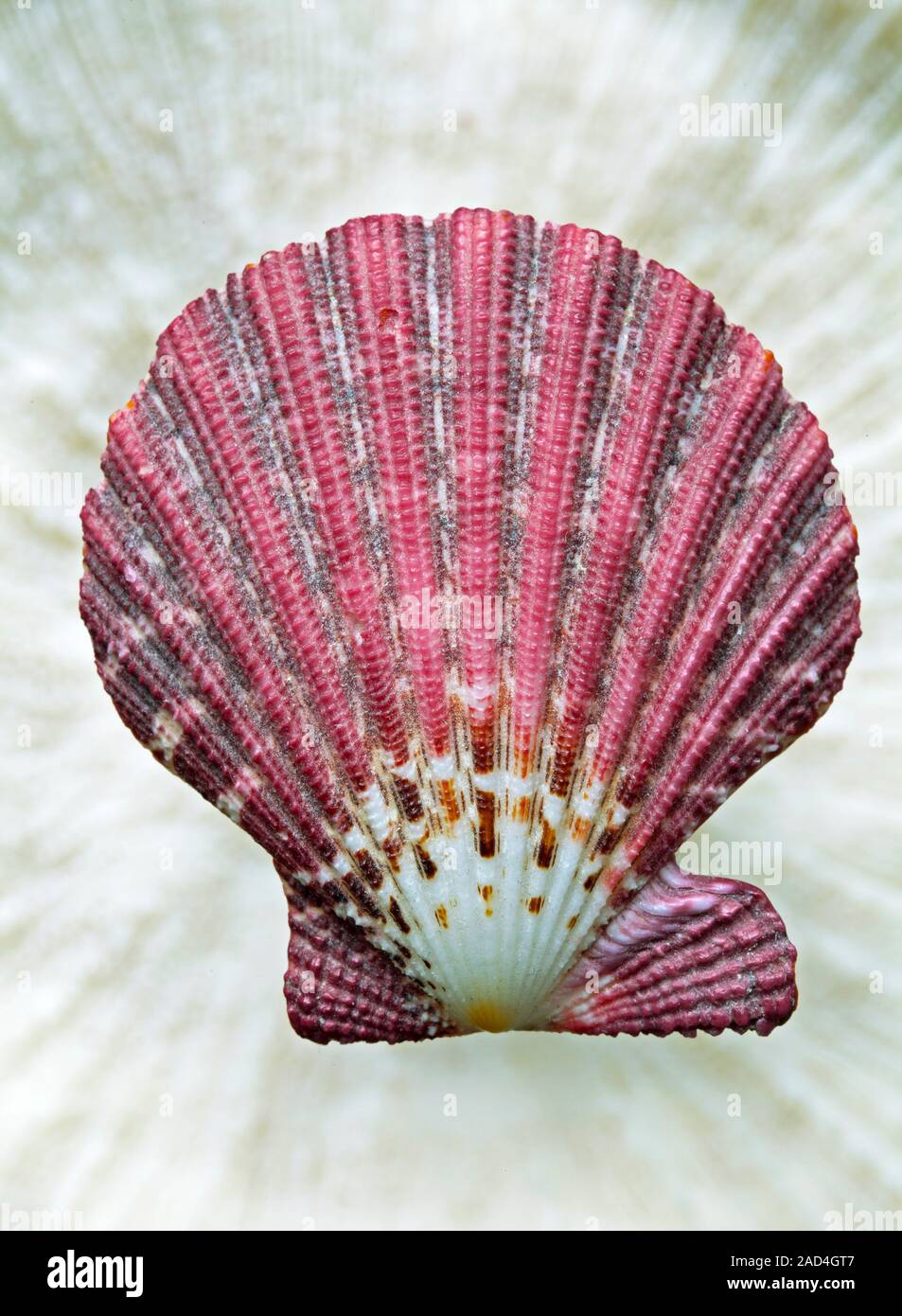 Shell of the scallop Gloriapallium pallium, a species of bivalve ...