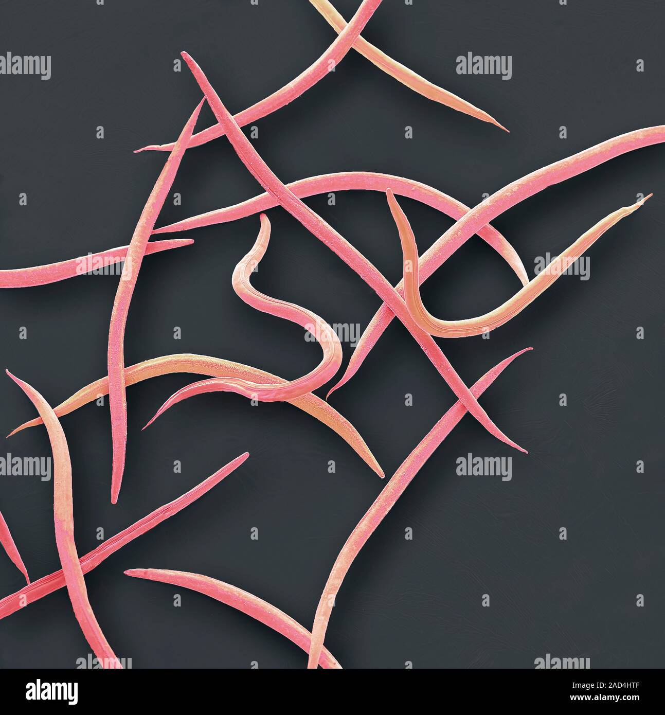 Phasmarhabditis hermaphrodita. Coloured scanning electron micrograph ...
