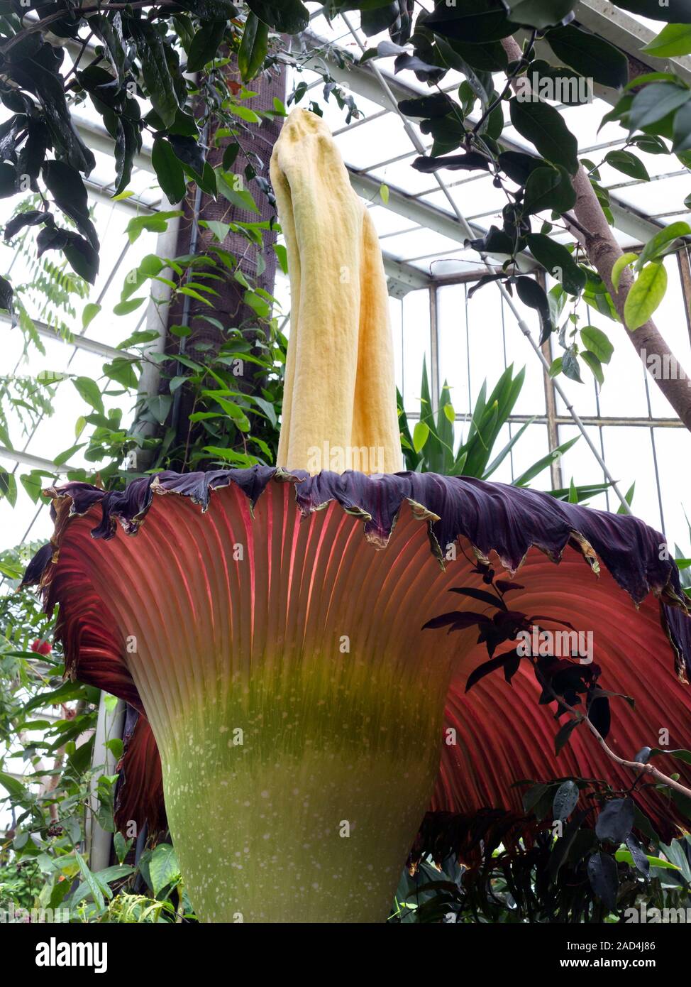 Titan arum (Amorphophallus titanum) flowering. The titan arum, native