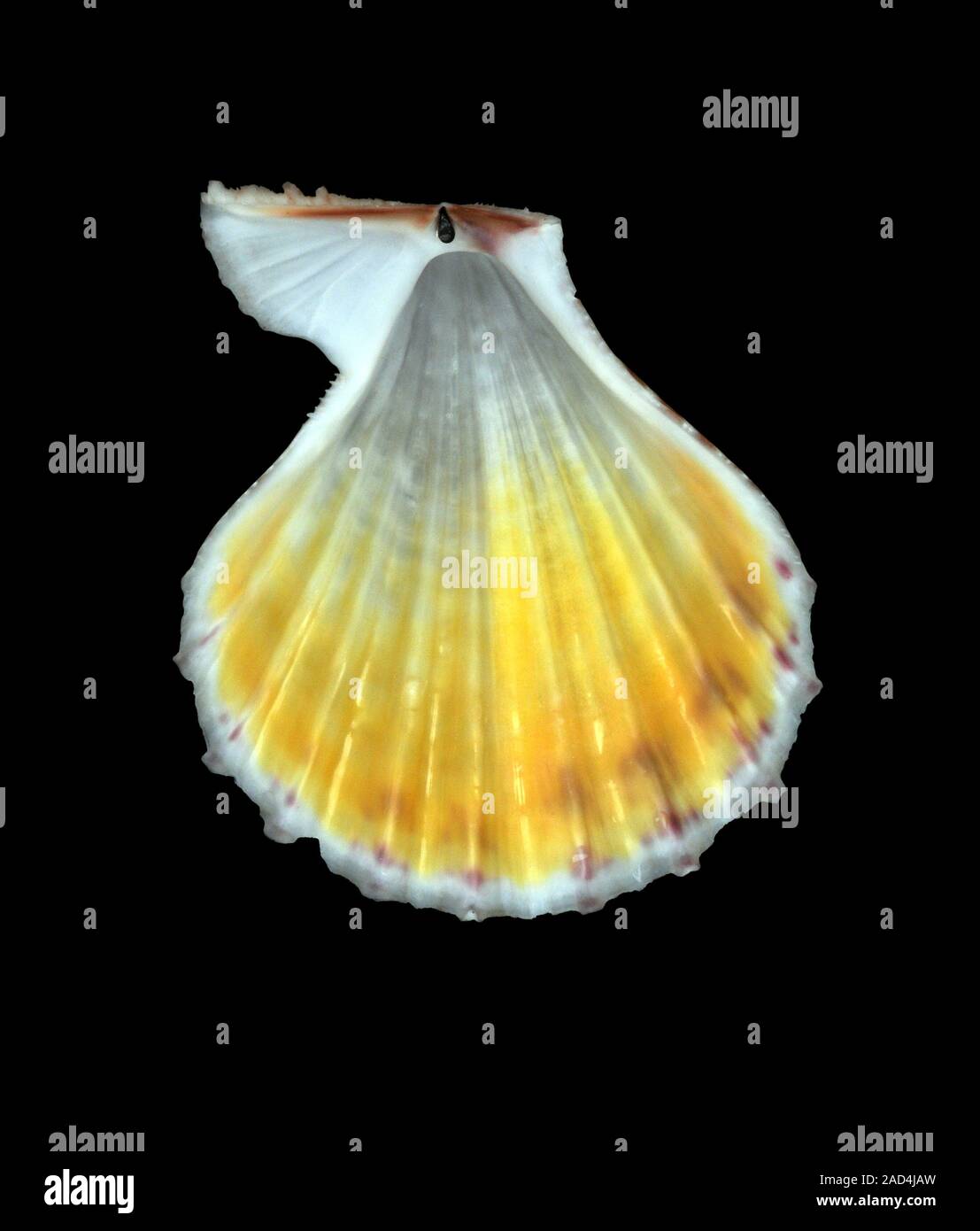 Little knobby scallop shell. Interior of the shell of the little knobby ...