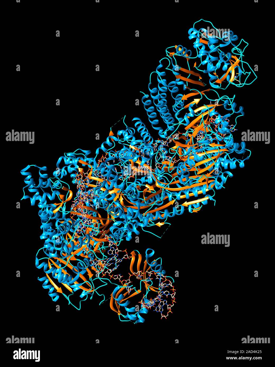 CRISPR-CAS9 gene editing complex. Computer illustration showing the ...