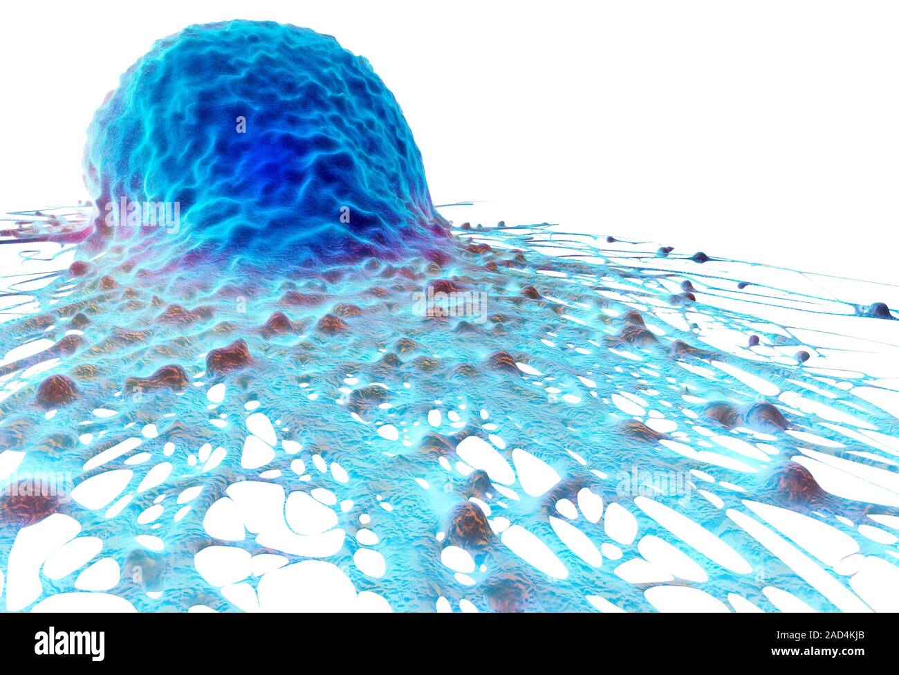 Cancer cell. Computer illustration of cancer cell Stock Photo - Alamy