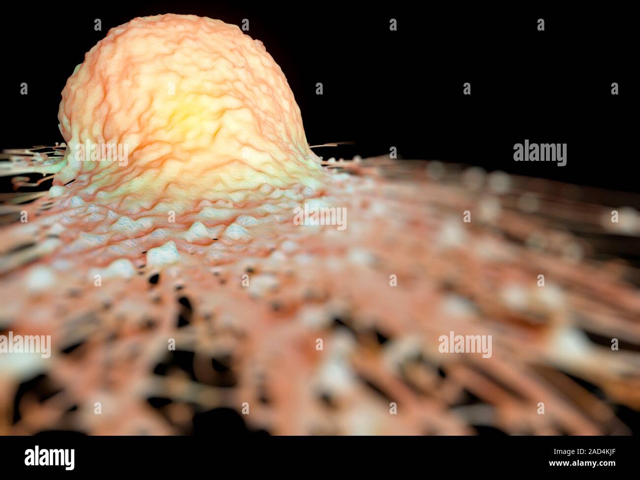 Cancer cell. Computer illustration of cancer cell Stock Photo - Alamy
