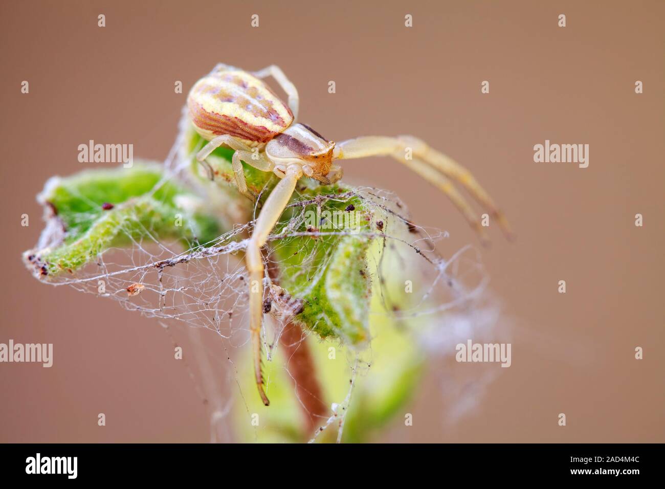Crab spider (Runcinia grammica). These spiders are ambush predators