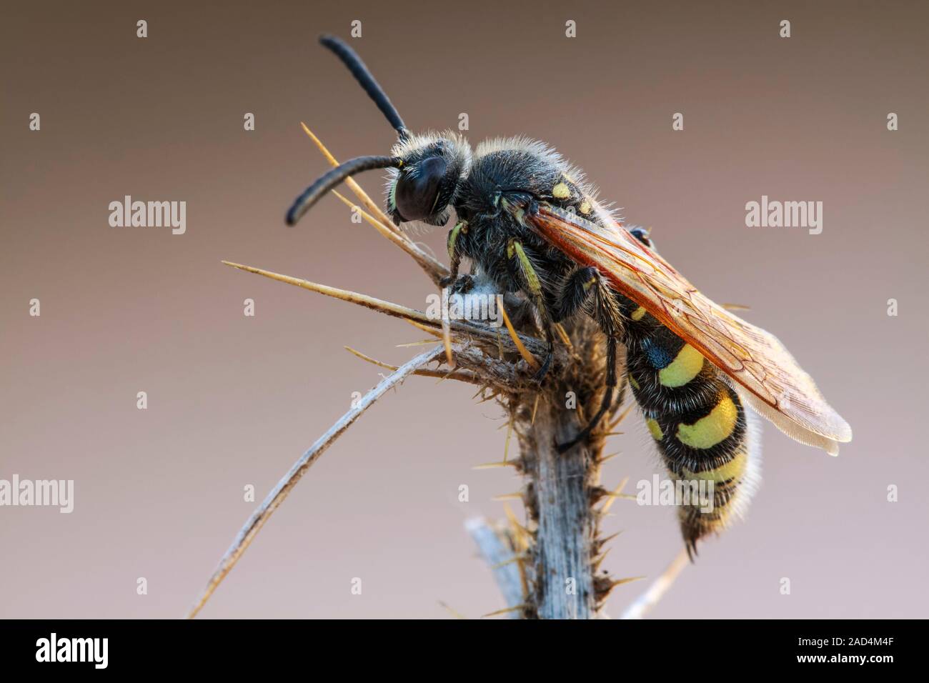 Scoliid wasp (Colpa sexmaculata) resting on a plant. Scoliid wasps (family Scoliidae) are solitary parasitoids of scarab (dung) beetle larvae. Females Stock Photo