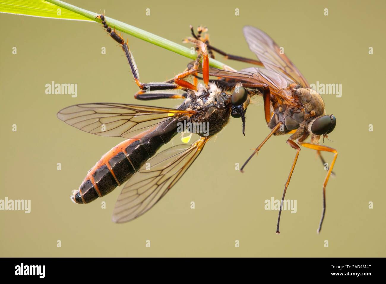 Robber fly (Dioctria rufipes, right) preying on snipe fly (Rhagio ...