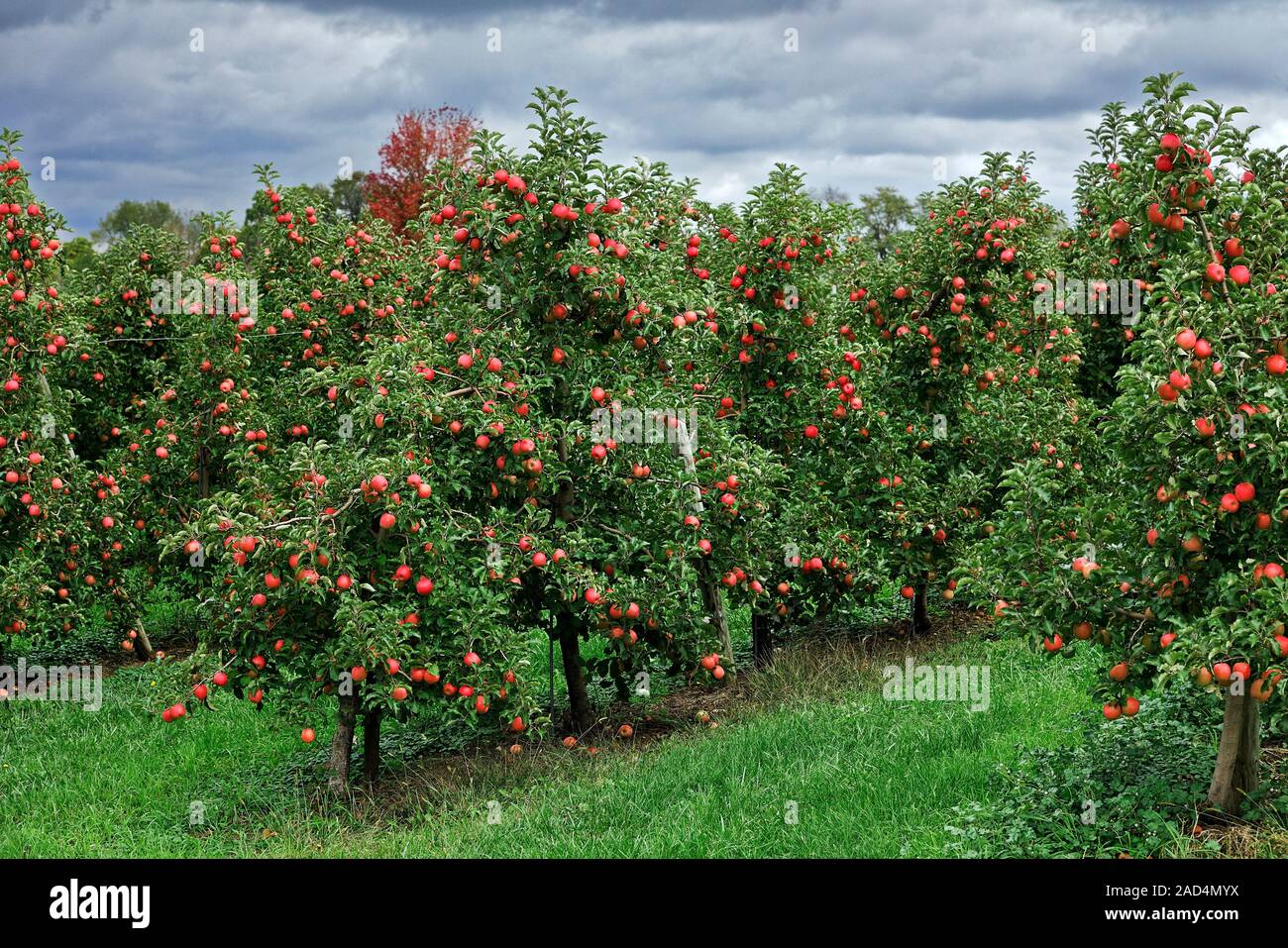 Apple orchard. Ripe apples (Malus domesticus) on trees in an orchard ...