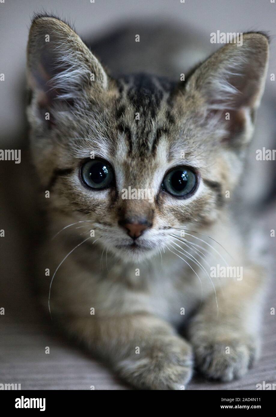 Kitten. Young tabby looking at camera Stock Photo - Alamy