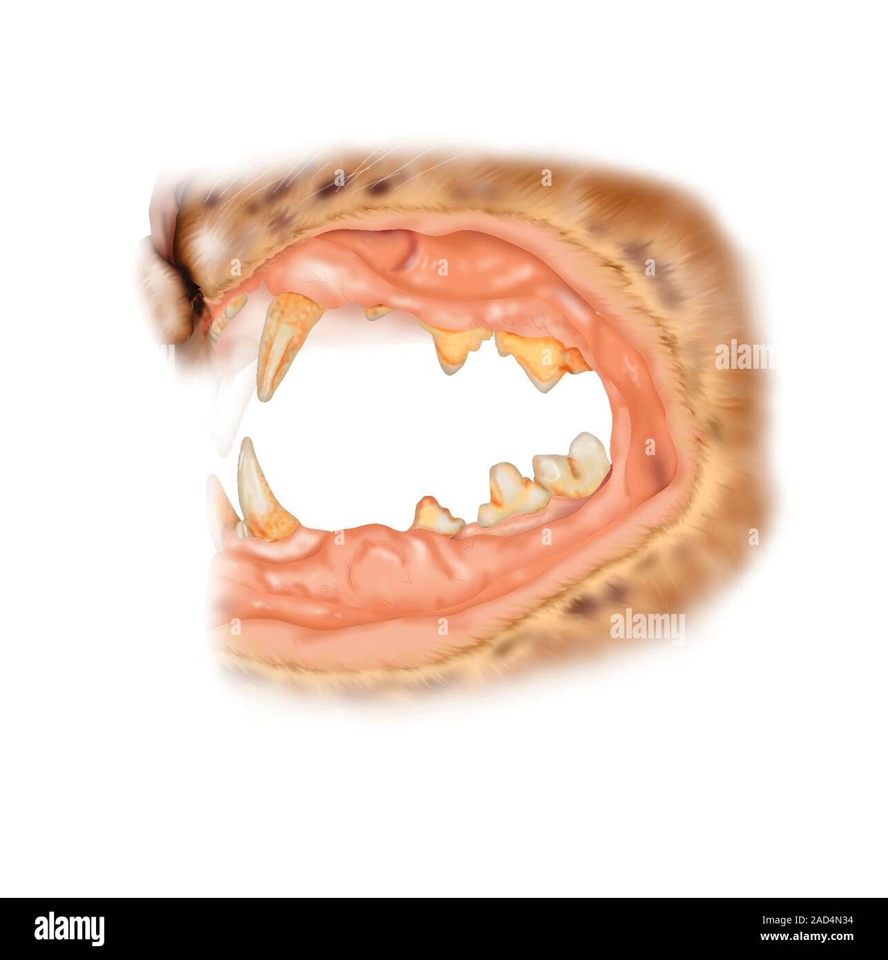 Cat teeth tartar. Illustration of the mouth and teeth of a cat with an