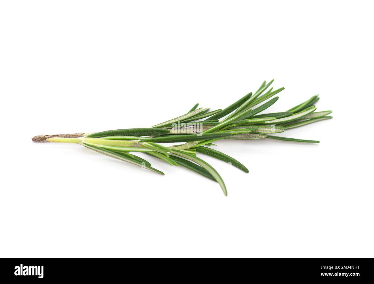 Rosemary, Rosemary Twig and Leaves isolated on white Background Stock Photo