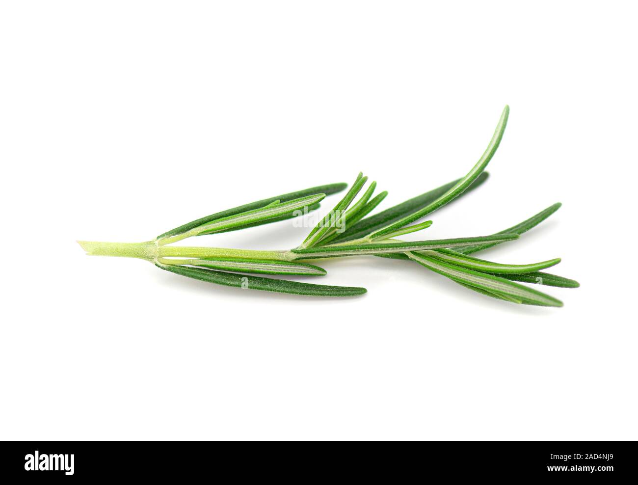 Rosemary, Rosemary Twig and Leaves isolated on white Background Stock Photo