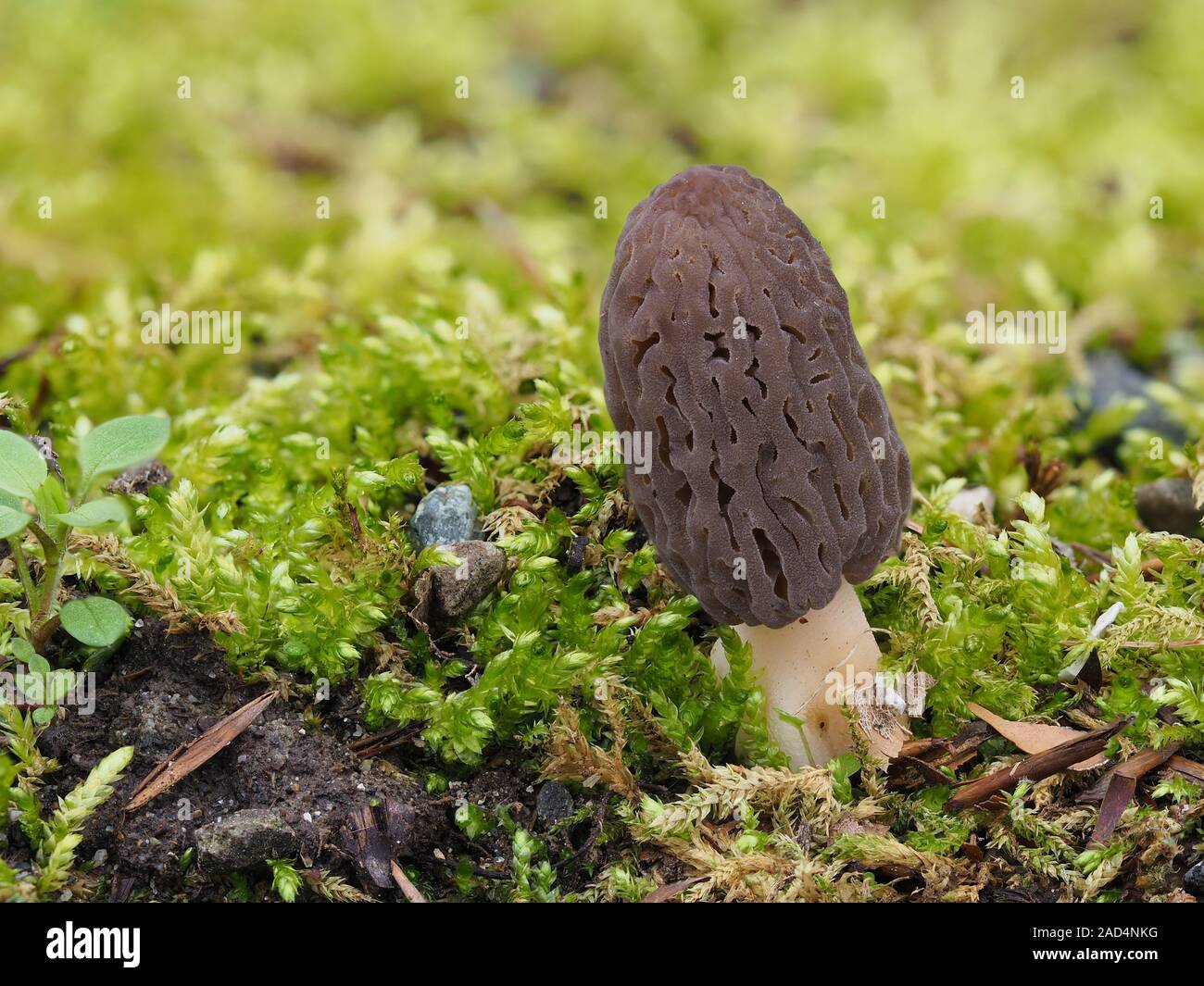 Black morel, Morchella conica, Morchella elata Stock Photo Alamy