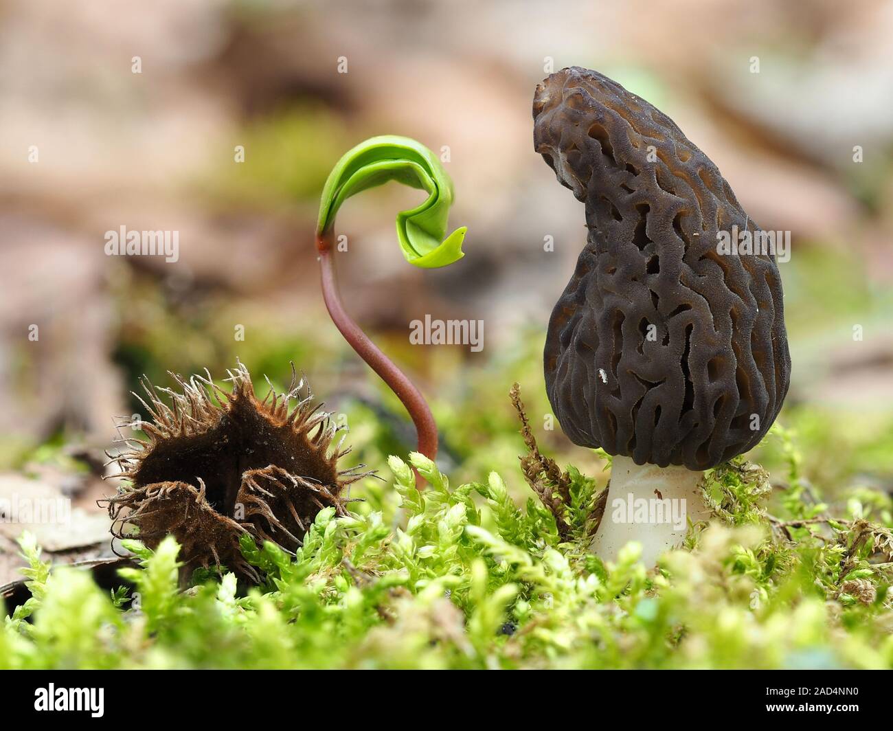 Black morel Maple seedling Stock Photo Alamy