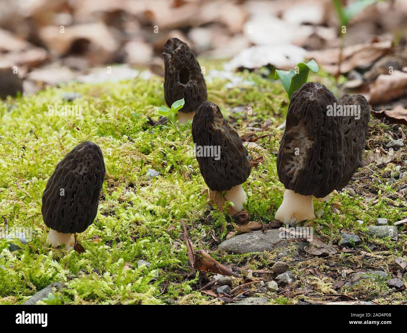Black morel, Morchella conica, Morchella elata Stock Photo Alamy