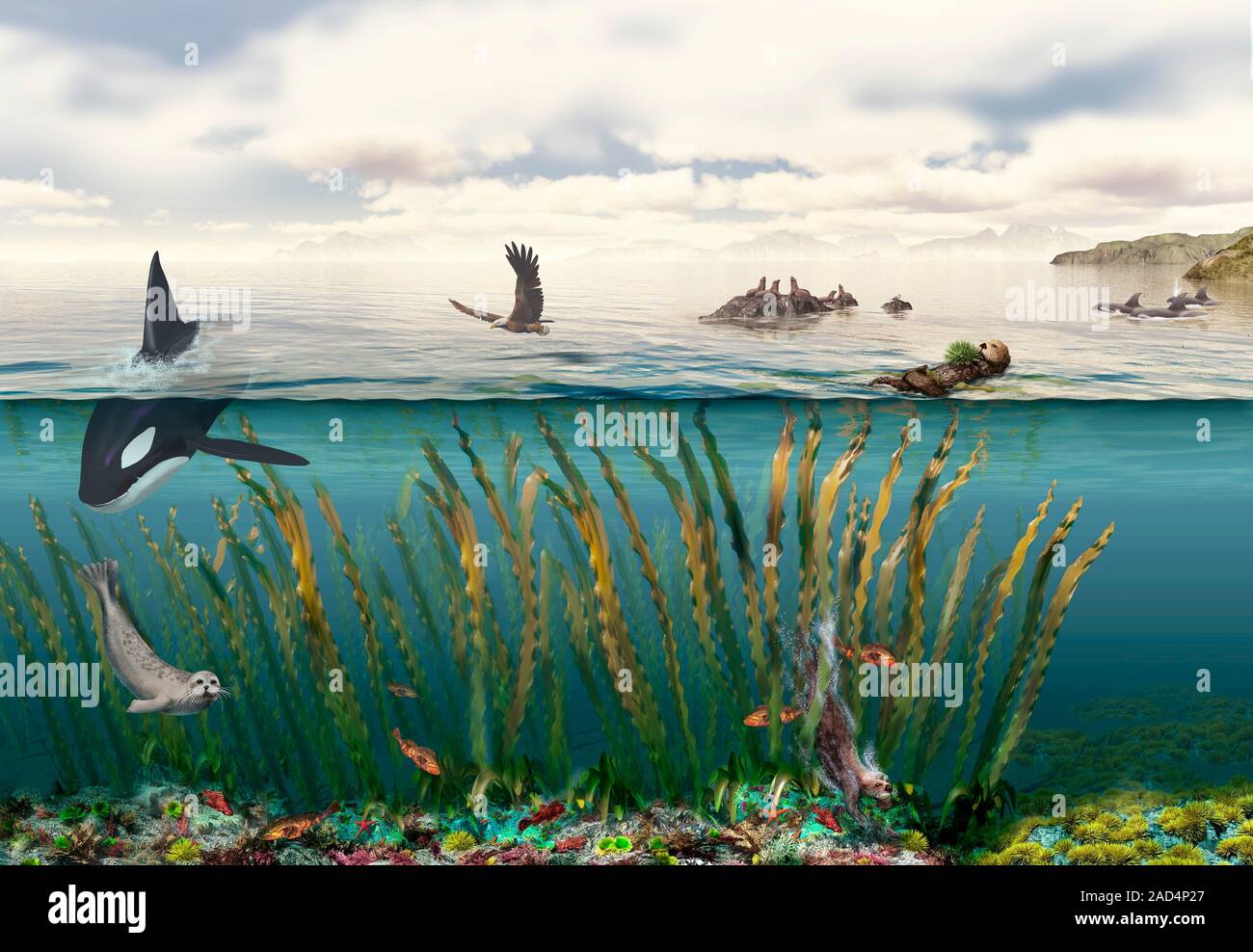 Sea otters and kelp ecosystem. Illustration of sea otters playing an