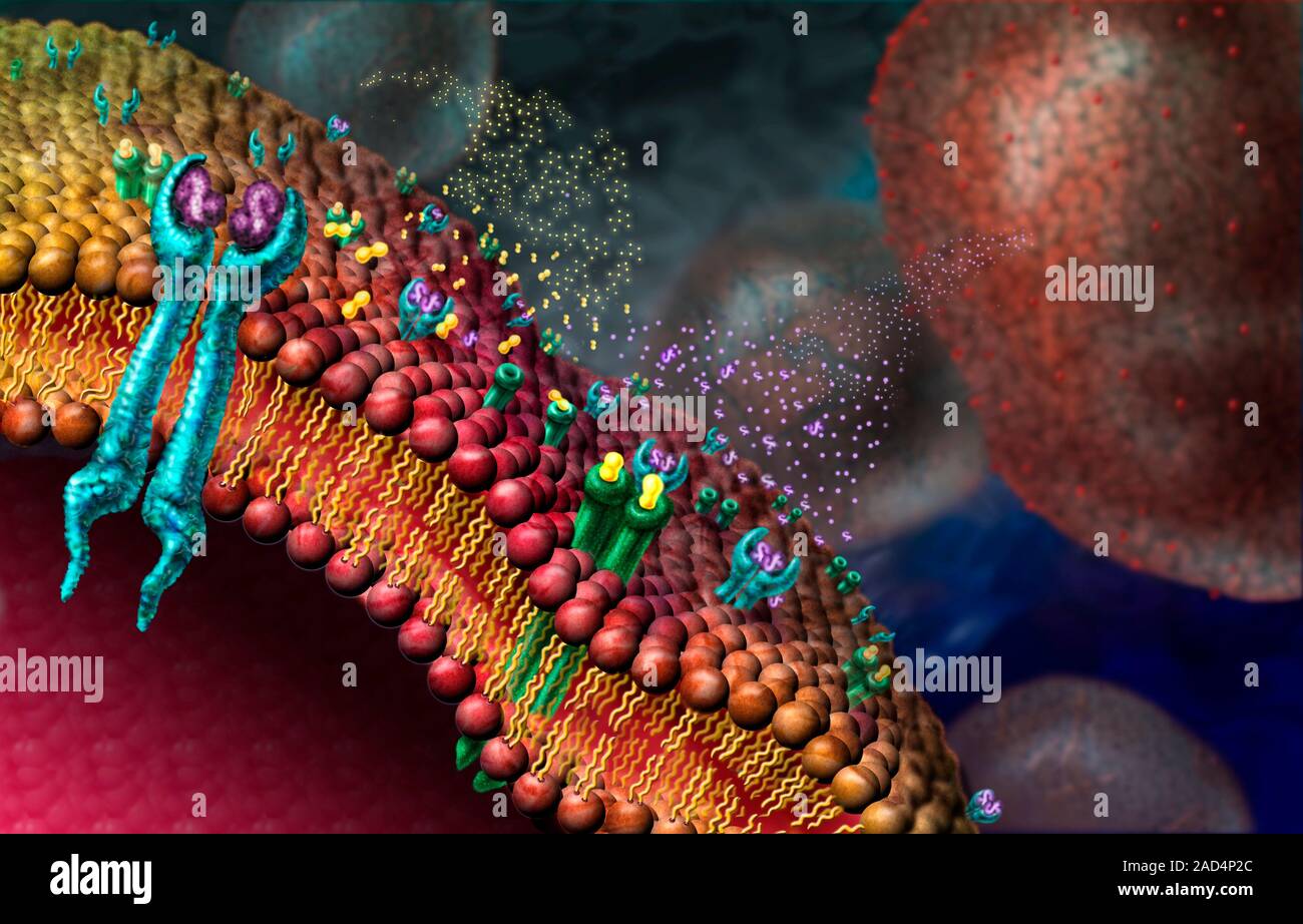 Growth factor receptors. Illustration of growth factors (yellow and purple) binding to receptors