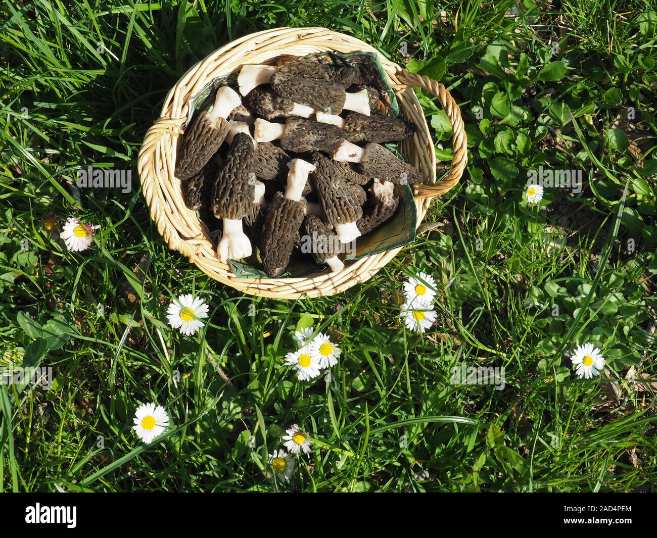 Black morels hires stock photography and images Alamy