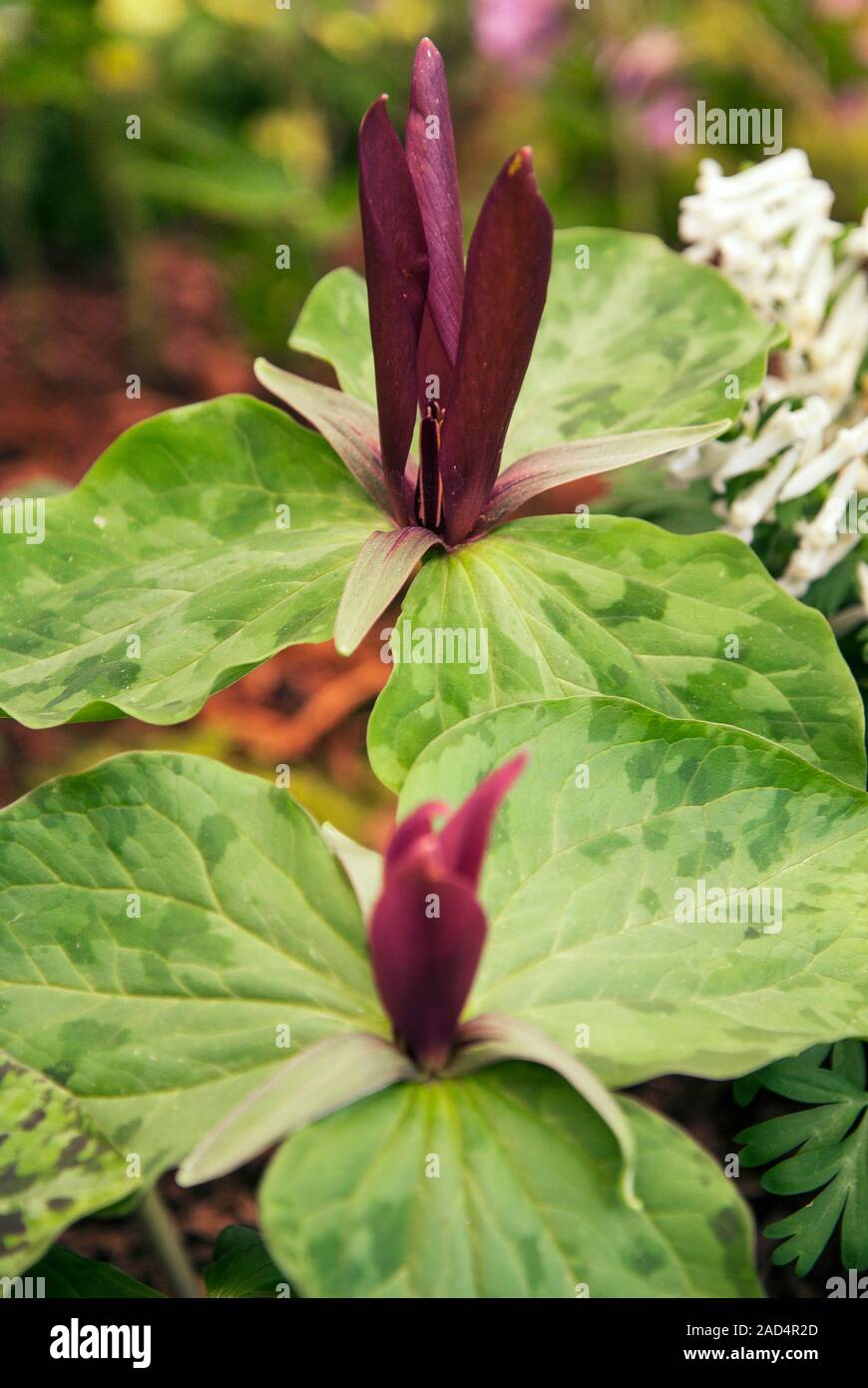 Trillium chloropetalum 'Rubrum'. Stock Photo