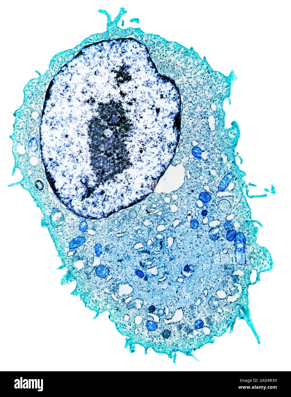 Animal cell. Coloured transmission electron micrograph (TEM) of a mammalian tissue culture cell