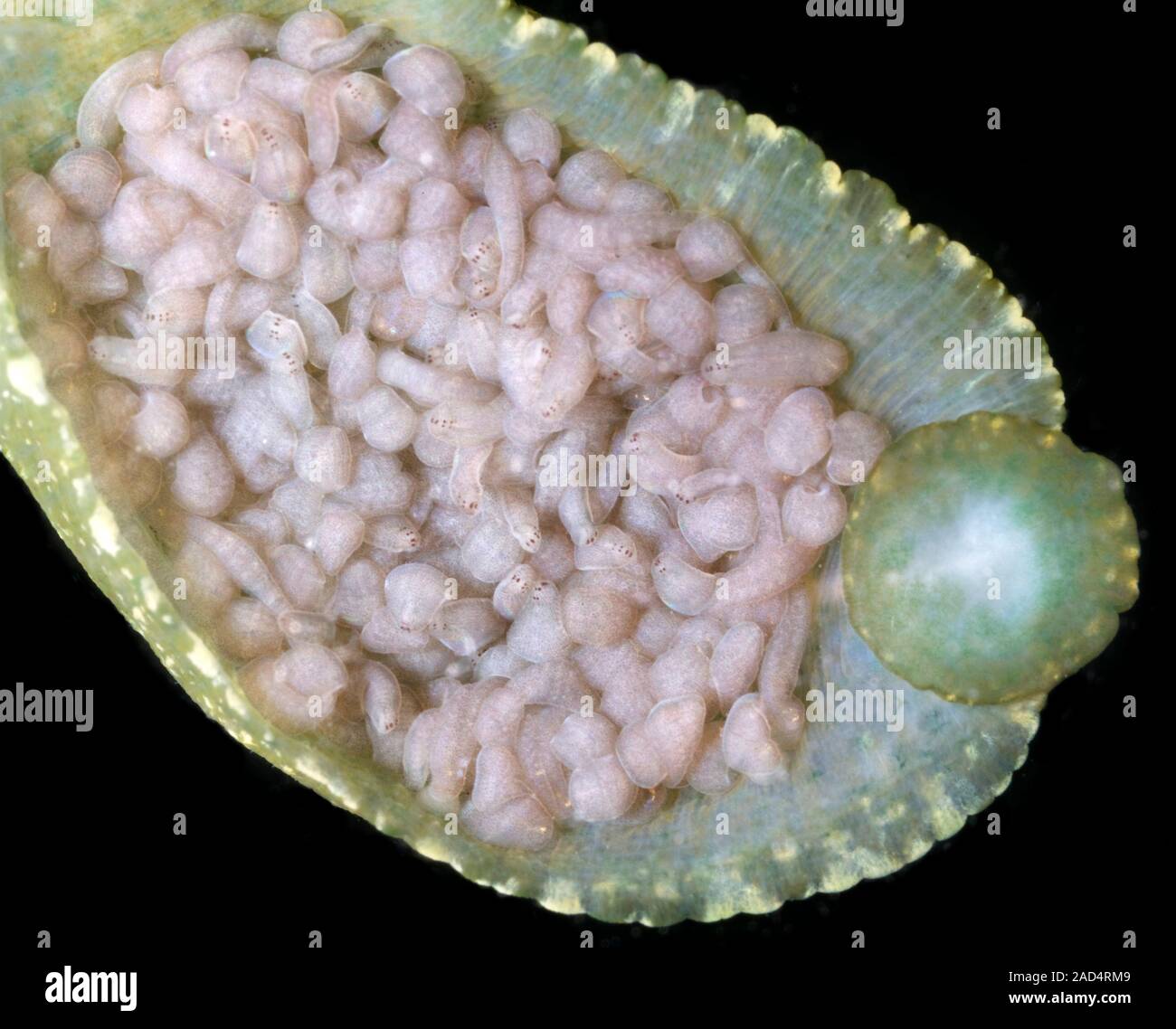 Duck leech (Theromyzon tessulatum) carrying its brood of juvenile leeches. This is an example of