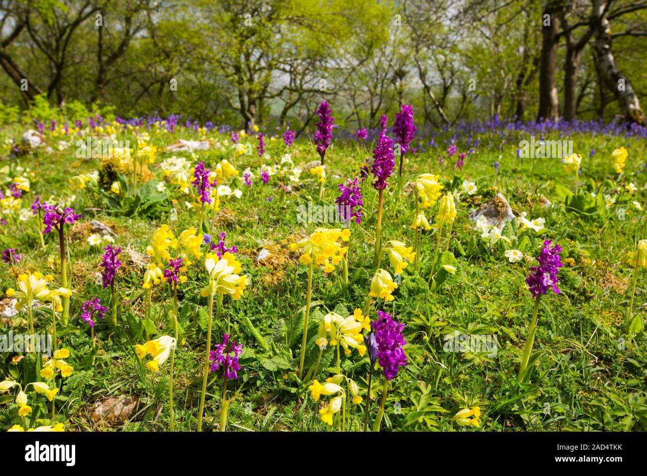 Bluebells, Primroses, Cowslips and Early Purple Orchids on limestone