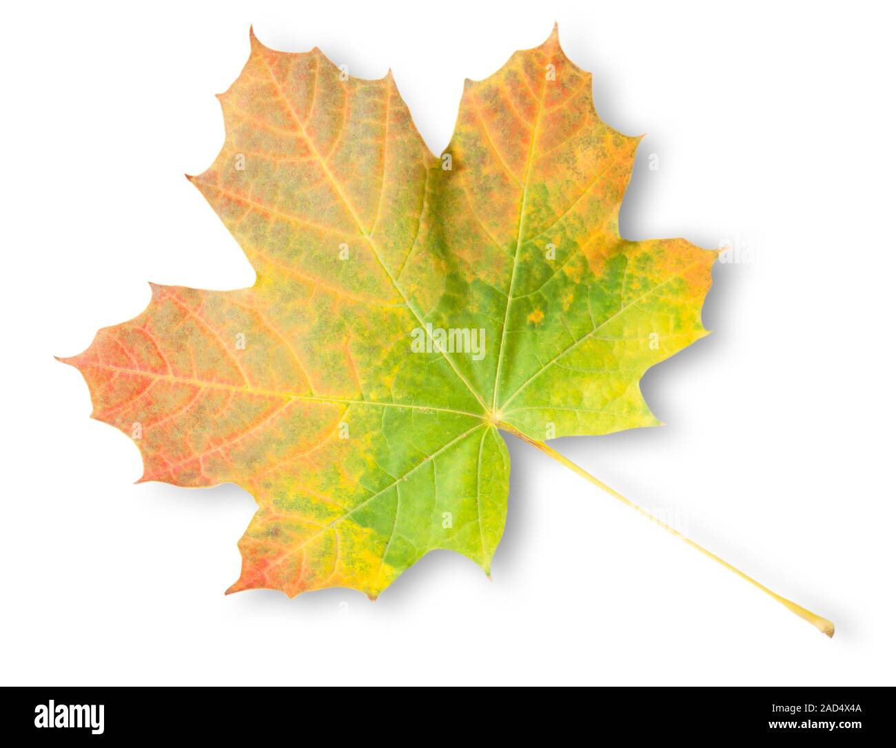 Multicolored Autumn Maple Leaf Stock Photo
