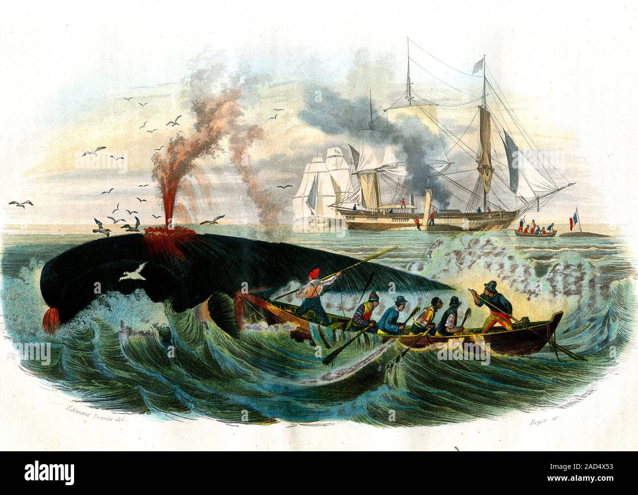 Whale hunting. 19th-century illustration of whalers in a whaling boat using a harpoon to hunt a whale. This artwork dates from 1857. Stock Photo