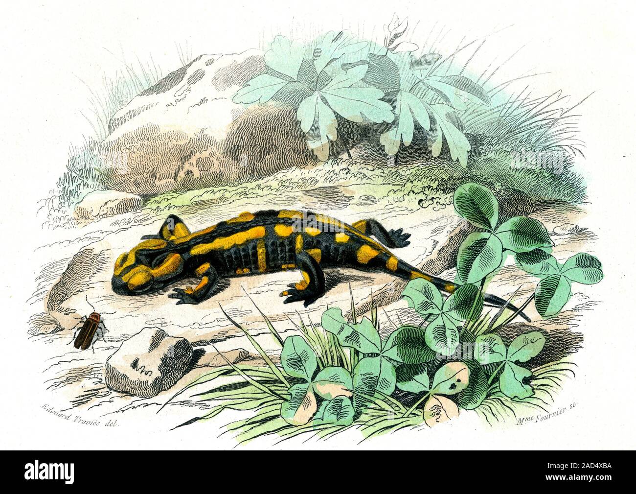 Fire salamander (Salamandra salamandra), 19th-century illustration ...