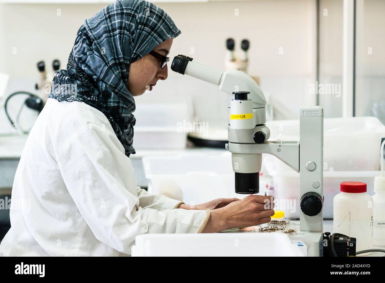 Seabed species research. A scientist counts seashells under a