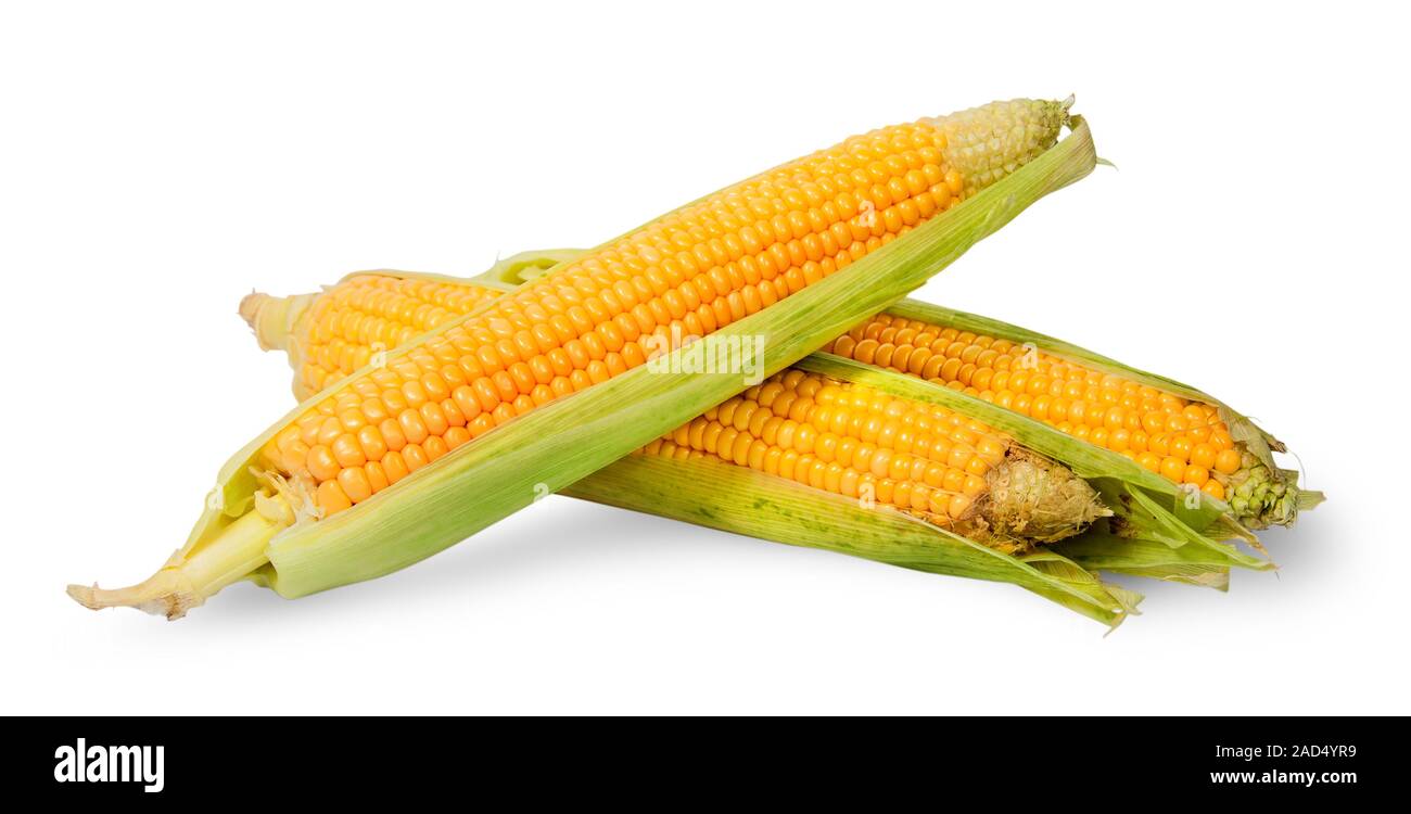 Several ripe cobs of corn partially peeled Stock Photo
