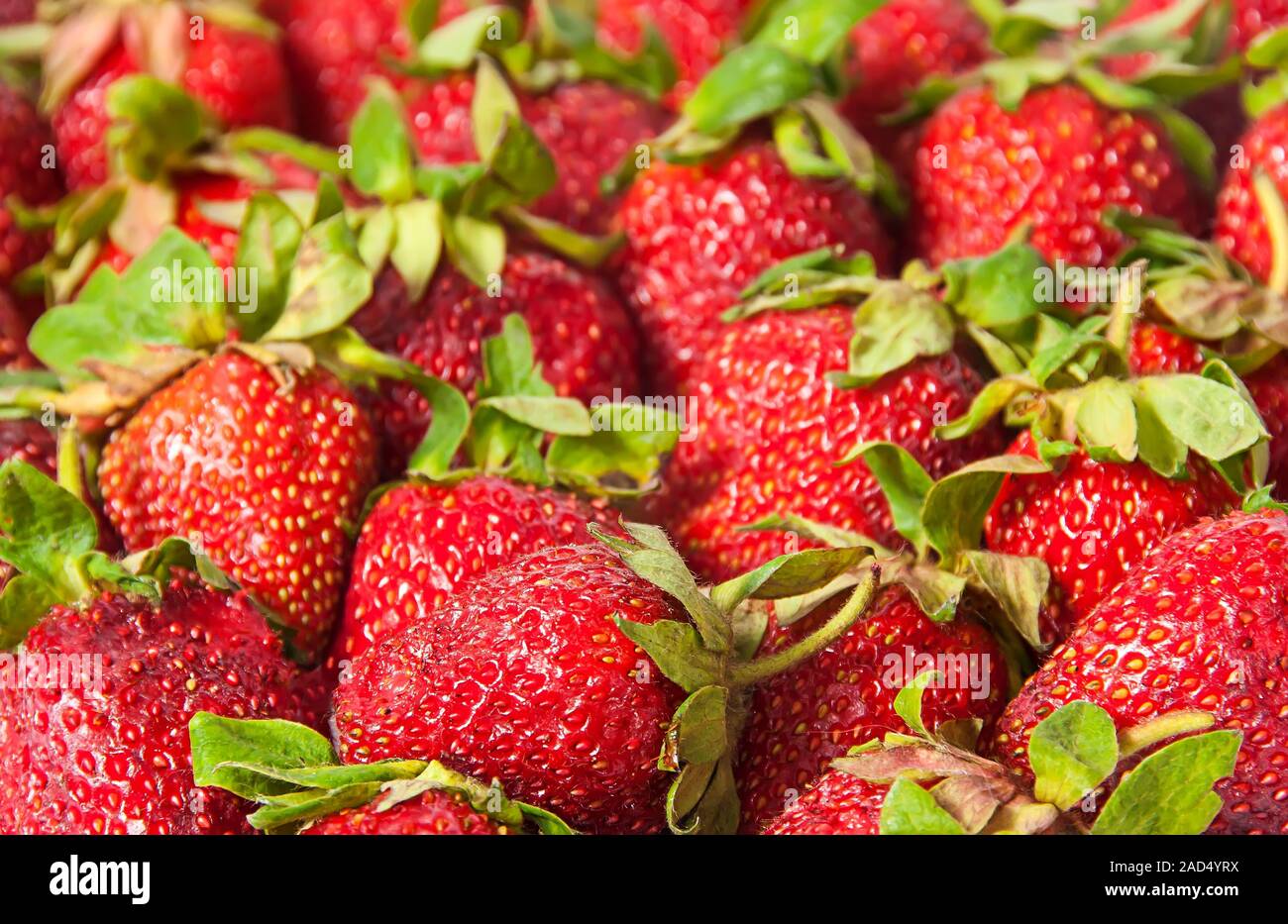 Red strawberries with green tails Stock Photo