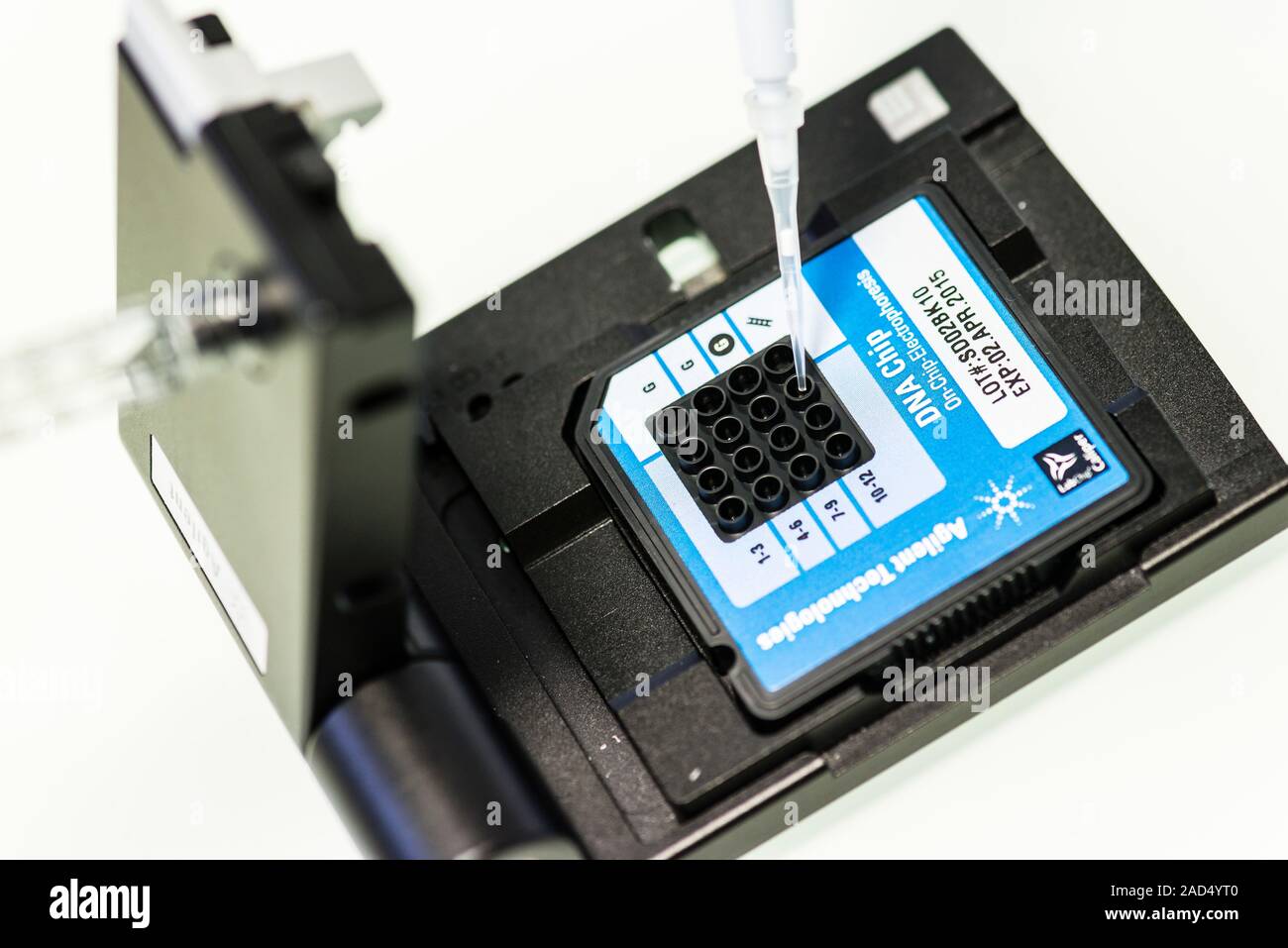 Genetic microarray preparation. Analyst pipetting a prepared DNA (deoxyribonucleic acid) sample onto a gene chip or microarray. This device is used wi Stock Photo