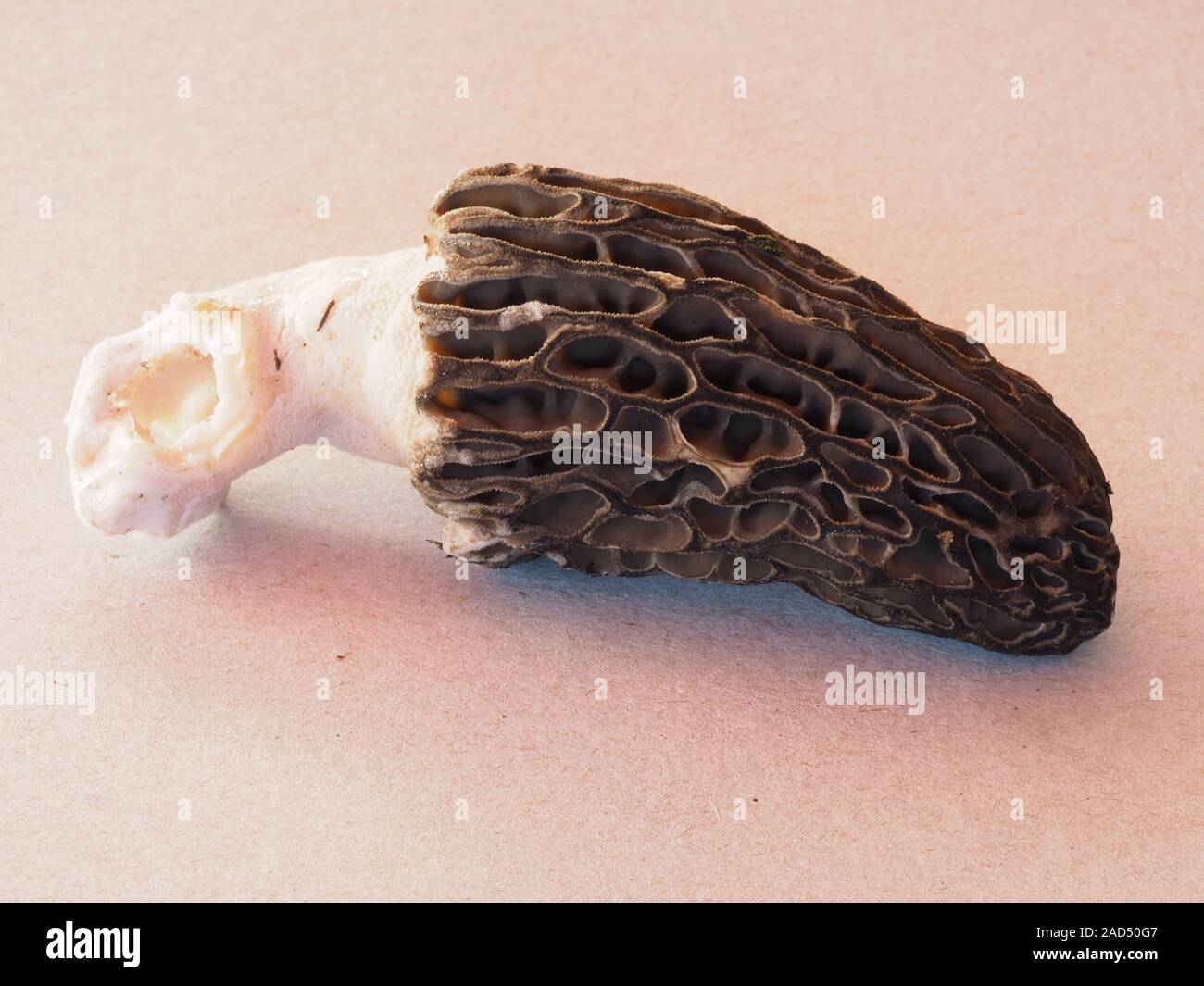 Black morel, Morchella conica, Stock Photo