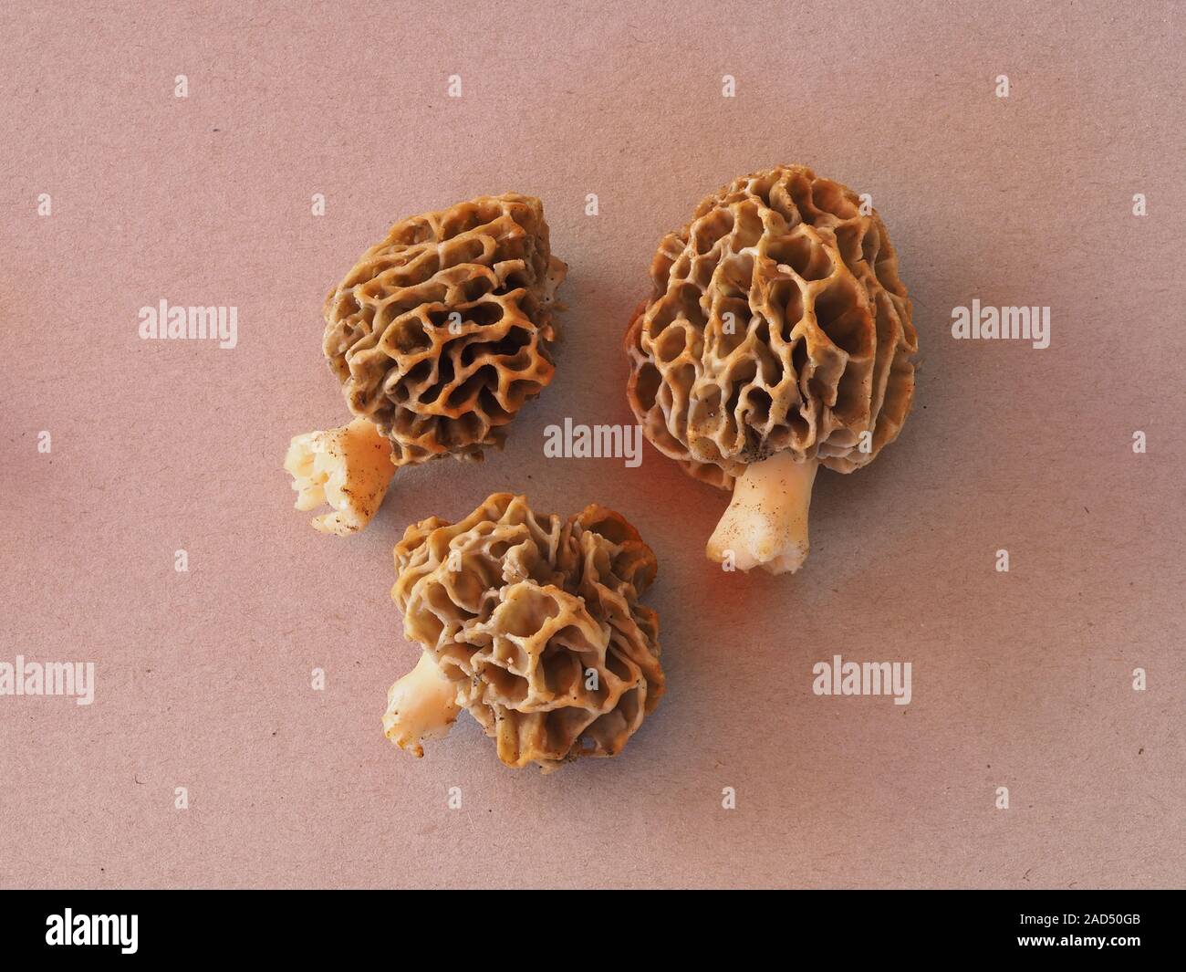 common morel, morel, yellow morel, true morel, morel mushroom, sponge