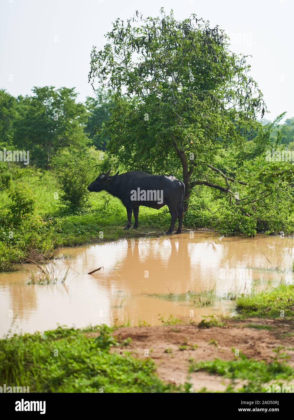Water buffalo grazes in Udawalawe National Park, Sri Lanka Stock Photo