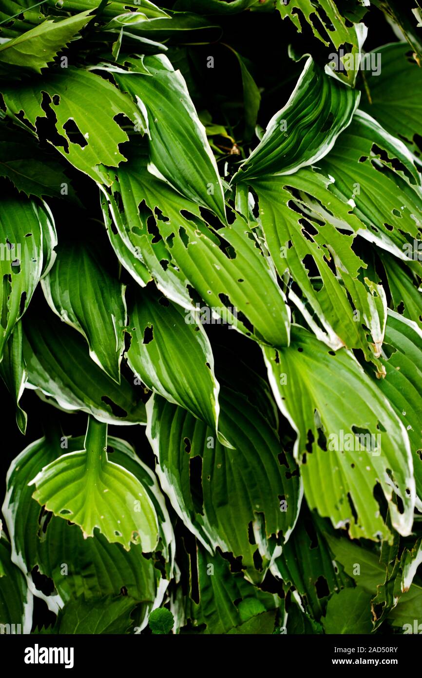 Slugdamaged hosta plant. Closeup of the leaves of a Hosta sp. plant that have been eaten by