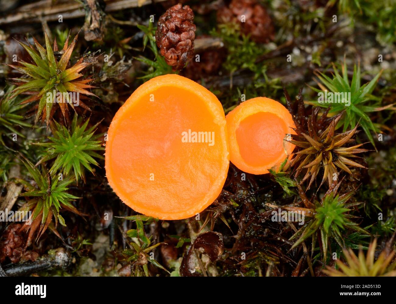 Close up Of An Orange Cup Fungus Octospora Rutilans Growing On Sandy close-up-of-an-orange-cup-fungus-octospora-rutilans-growing-on-sandy