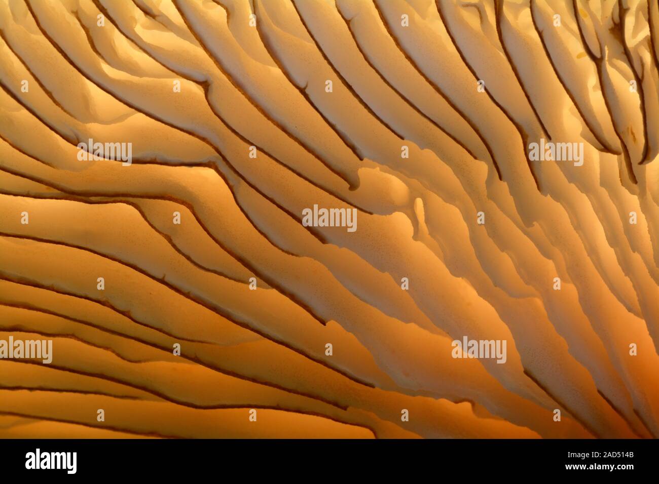 Close-up abstract of a mushroom showing the intricate gill structure ...